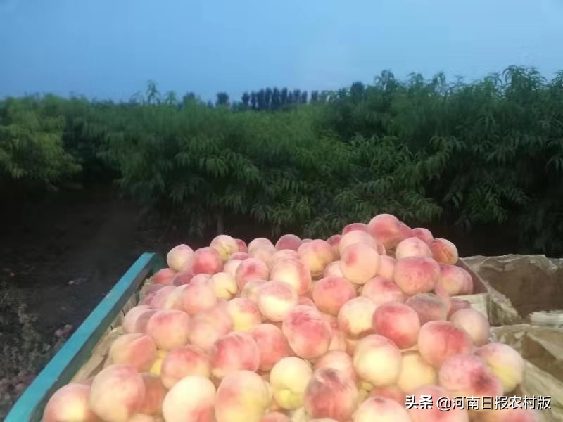 安阳市生态环境局宣教科主任科员睢晓康:一位驻村第一书记的倾情回忆,岁月无虚度,回眸当笑慰